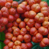 Guaranà